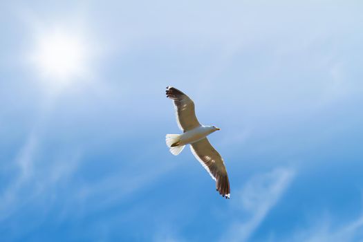 Low angle view of flying seagull isolated against blue sky background, a sun, copy space. White bird soaring alone searching for nesting grounds. Birdwatching migratory avian wildlife looking of food