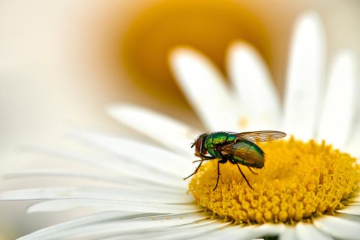 Common green bottle fly pollinating a white daisy flower outdoors. Closeup of one blowfly feeding off nectar from the yellow pistil on a marguerite plant. Macro of a sericata insect in an ecosystem