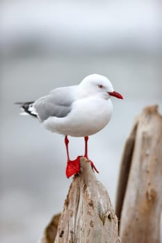 A cute seagull standing outdoors at the beach in its habitat or environment on a summer day. One adorable bright white and grey bird in nature at the ocean on a tree trunk or wood in the afternoon