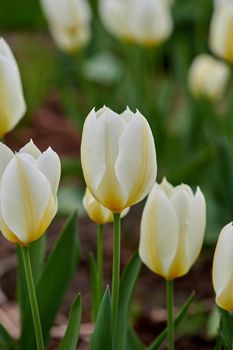 Tulips growing in a green backyard garden against a nature background. Beautiful flowering plants flourishing and blooming in a park during springtime. Pretty flora blossoming on the countryside