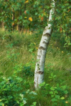 Environmental nature conservation and reserve of a birch tree forest in a remote, decidious woods. Landscape of hardwood trees plants growing in quiet, serene and peaceful countryside with lush flora