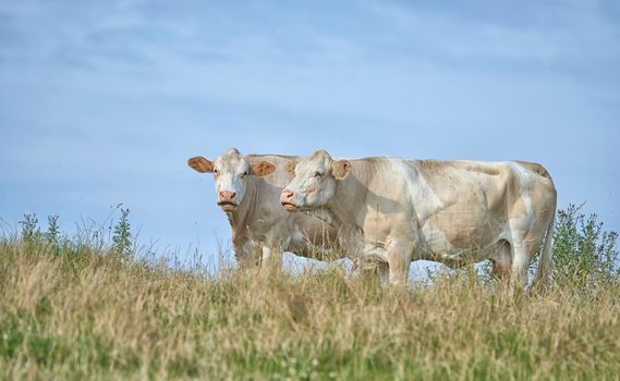 Grass fed Jersey cows on farm pasture, grazing and raised for dairy, meat or beef industry. Full length of two hairy cattle animals standing together on remote farmland lawn or agriculture estate
