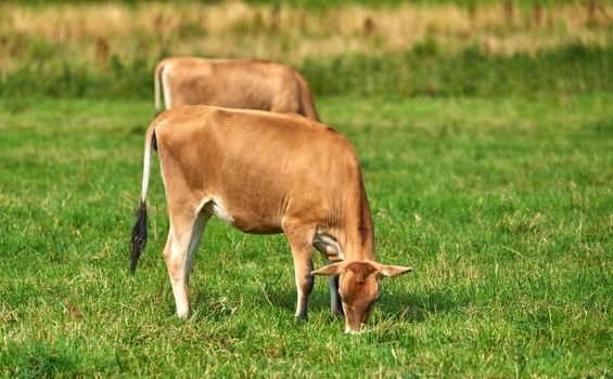 Two cows grazing on farm field on a sunny day on a lush meadow of farmland. Young brown bovine eating grass on an uncultivated field. Wild livestock or organic cattle for free range beef