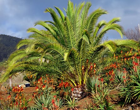 Vibrant tropical horticulture of palm trees and aloe vera plants in La Palma, Canary Islands, Spain. Flowering, blooming and blossoming succulent plants growing on a hill slope in remote destination