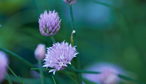 Chive plant flowers growing in a backyard garden against a nature background in summer. Beautiful purple flowering plants blossoming on the countryside. Lilac flora blooming in a lush grassy meadow
