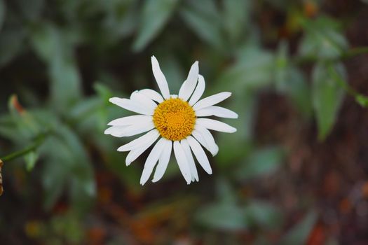 Closeup of one white daisy Marguerite flower blooming in a garden with copy space. Details of pretty bright flower petal textures outdoor. Gardening perennial plant for yard decoration or landscaping