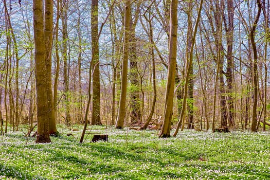 Nature and environmental conservation of white anemone flowers blossoming in peaceful, magical field. Landscape view of small ranunculaceae plants flowering and blooming in remote countryside forest