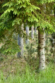 Environmental nature conservation and reserve of pine trees in a remote, coniferous forest in a serene, peaceful and calm countryside. Landscape of fir, cedar plants growing in quiet woods in Norway