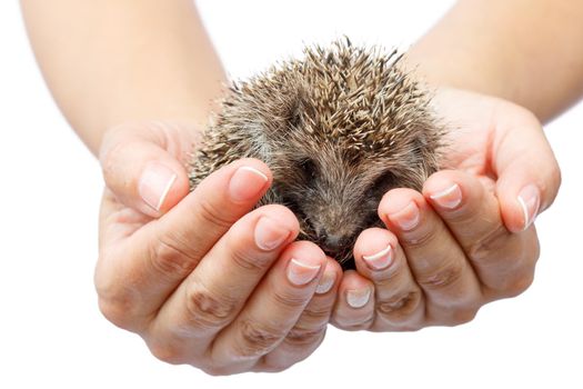 Young hedgehog in human hands. Little animal needs protection