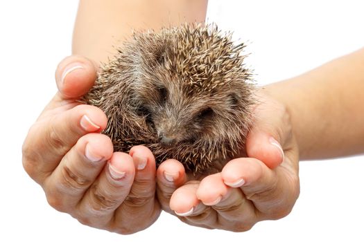 Young hedgehog in human hands. Little animal needs protection
