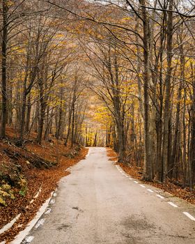 Autumn forest with trees and country asphalt road.