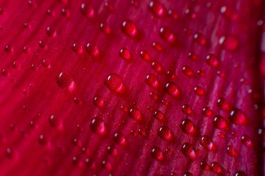 Floral drops of moisture on the surface background as a design element. Background of folds of delicate petals of red-violet color. Extreme macro and intimate curves