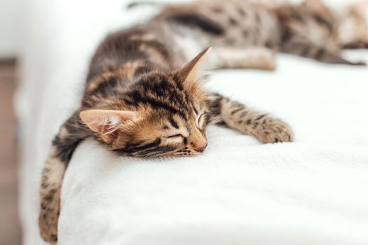 Little marble bengal kitten sleeping on the white fury blanket