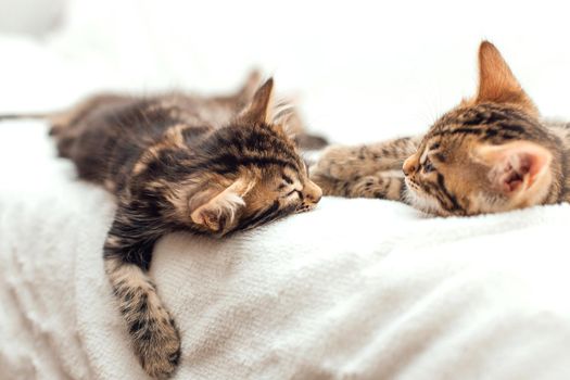Two little bengal kittens sleeping on the white fury blanket