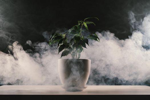 Smoke on a ficus in a pot on a black background.