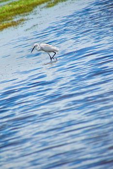 Little Egret, Kaudulla National Park, Sri Lanka
