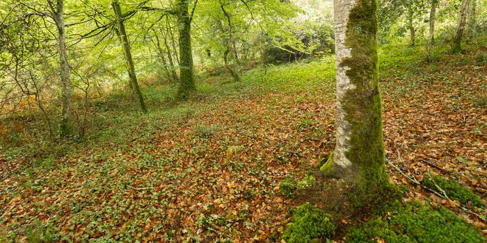 Coastal Beech Forest of Caviedes, Oyambre Natural Park, Cantabria, Spain