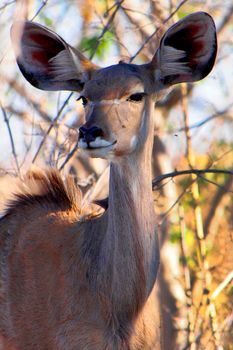 Kudu , Chobe National Park, Botswana 
