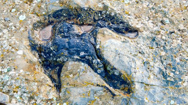 Ichnites Paleontological Deposit of Fuentesalvo, Castile Leon, Spain