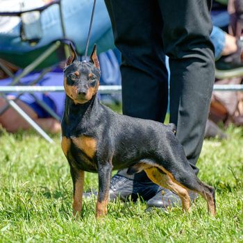 The charming zwergpinscher in the rack looks attentively forward