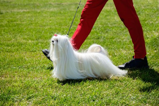 Exhibition champion Maltese dog with long hair on green grass