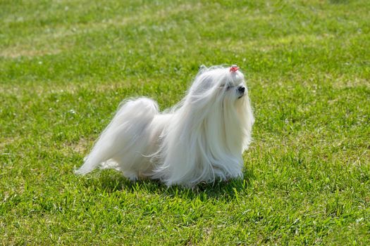 Exhibition champion Maltese dog with a long coat with a pedigree haircut for the show