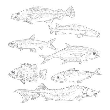 A collection of fish in vintage style