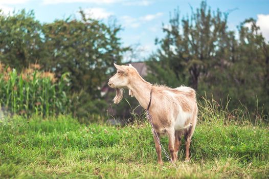 goat grazing in nature. organic farming