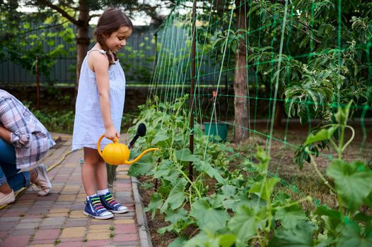 Beautiful child, adorable little girl using watering can, waters cultivated cucumbers in flowerbed in a family eco farm