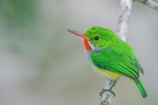 Puerto Rican Tody is a tiny, brilliant-green resident of wooded habitats