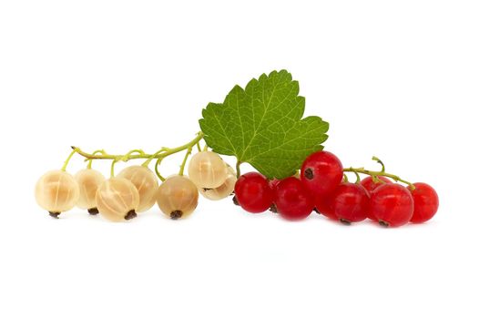 White currant and redcurrant over white background