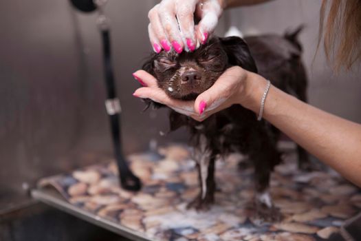 Adorable little dog being washed at grooming salon