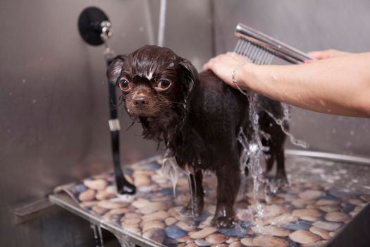 Adorable little dog being washed at grooming salon