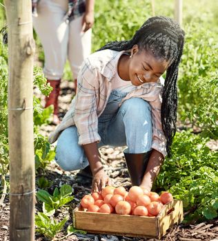 Happy farmer harvesting organic tomatoes. Young farmer harvesting raw, ripe tomatoes. African american farmer working in the garden. Farmer harvesting a crate of produce. Smiling farmer