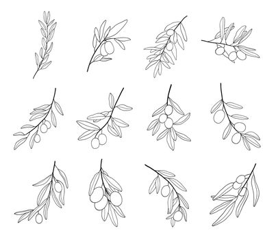Set of Olive branch line art drawing. Vector illustration with olive leaves isolated on white background. Botanical sketch of mediterranean cuisine. Outline collection