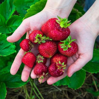Woman farmer holding fistful of big ripe strawberries