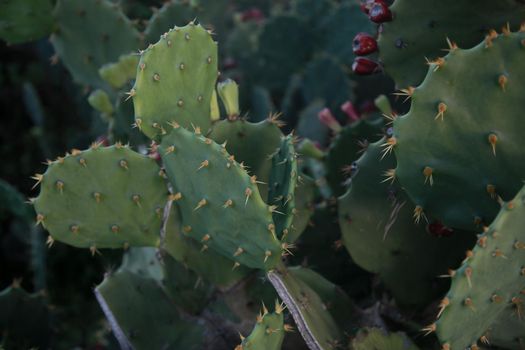 thorn cactus plantation