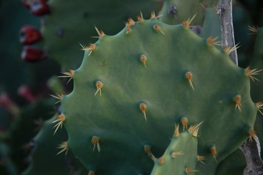 thorn cactus plantation