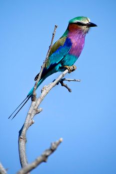 Lilacbreasted Roller, Chobe National Park, Botswana
