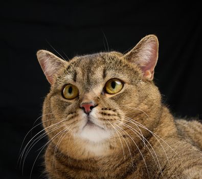 Portrait of an adult gray cat with yellow eyes on a black background