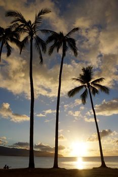 Sunset through the coconut trees on the coast of Hale'iwa Beach Park