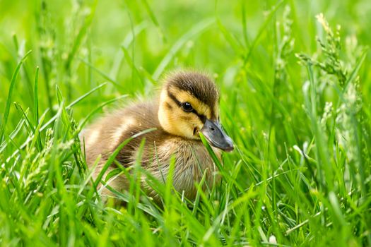 Mallard duckling in grass in Spokane, Washington.