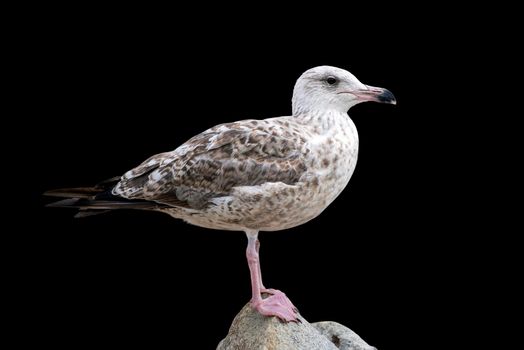 The seagull is standing on a stone. European Herring Gull, Larus argentatus, isolated on black background.