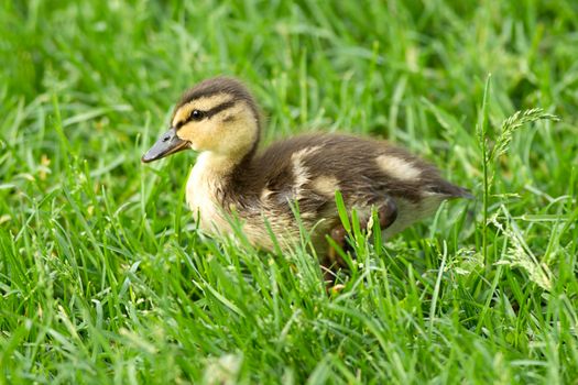 Mallard duckling in Spokane, Washington.
