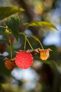 Ripe and unripe raspberries in the garden