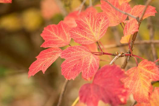Viburnum branch with autumn red leaves with natural background.