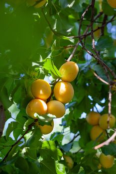 Apricots on apricot tree Summer fruits Ripe apricots on a tree branch