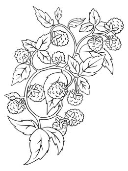 Raspberry Coloring Book Element. Black countour on white background. Vector illustration.