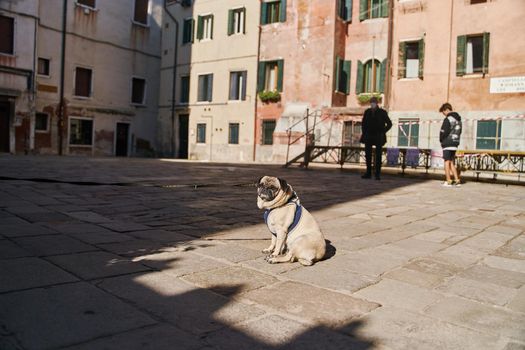 Side view of cute pug dog on a leash sitting on sidewalk in the street