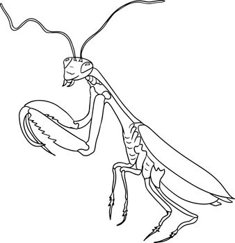 Mantis. Beetles coloring pages. Vector, hand drawn illustration.